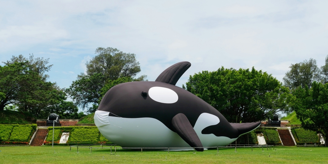 期間限定！全球最大『虎鯨 Orca』在這裡，胖嘟嘟萌樣太可愛了啦！台南景點｜台南安平區