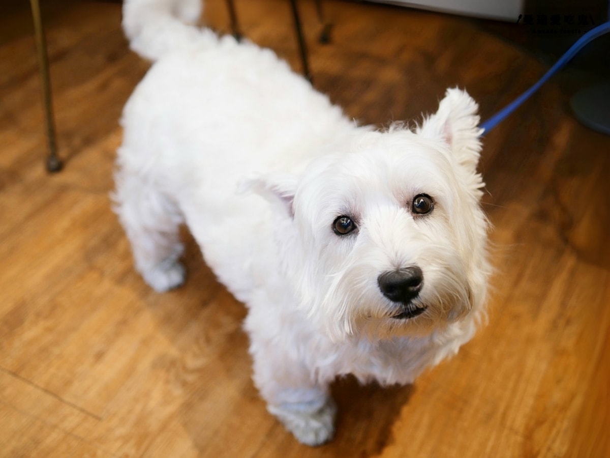 免費加飯、加醬、加湯的暖心系日式咖哩小店「白梗咖哩」金黃厚切炸豬排超涮嘴,還有萌萌店狗相伴的療癒用餐時光!嘉義大學美食|嘉義聚餐推薦 - 第4張圖 免費加飯、加醬、加湯的暖心系日式咖哩小店「白梗咖哩」金黃厚切炸豬排超涮嘴,還有萌萌店狗相伴的療癒用餐時光!嘉義大學美食|嘉義聚餐推薦