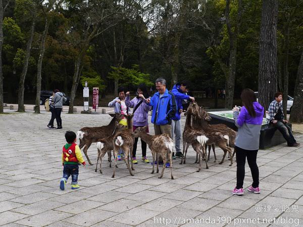 【奈良景點】世界文化遺產東大寺。奈良公園。一起來去給鹿追！