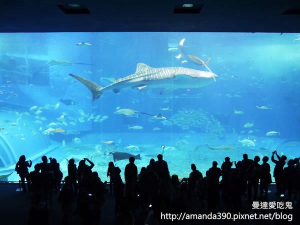 【沖繩景點】國頭郡 美麗海水族館 ● 徜徉在水藍色海底世界 ❤❤